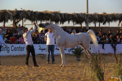 محمد عودة: نحن بأمس الحاجة لأطباء متخصصين في علاج الخيل