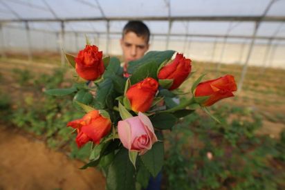 وداعا للزهور في غزة... وأهلا بالخضروات