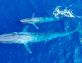 سماع أصوات الحوت الأزرق في البحر المتوسط حقيقة أم أكذوبة؟